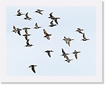 mustaviklot Spotted Redshank 9044 * 1877 x 1463 * (1.28MB)
